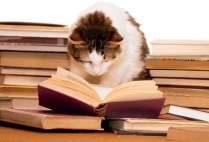 reading-cat