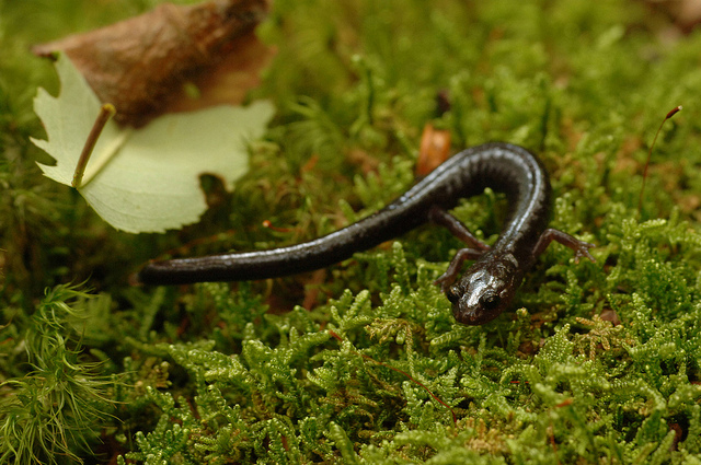 Photo of the Week - Cheat Mountain Salamander (WV)