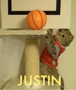 Image of cat playing basketball